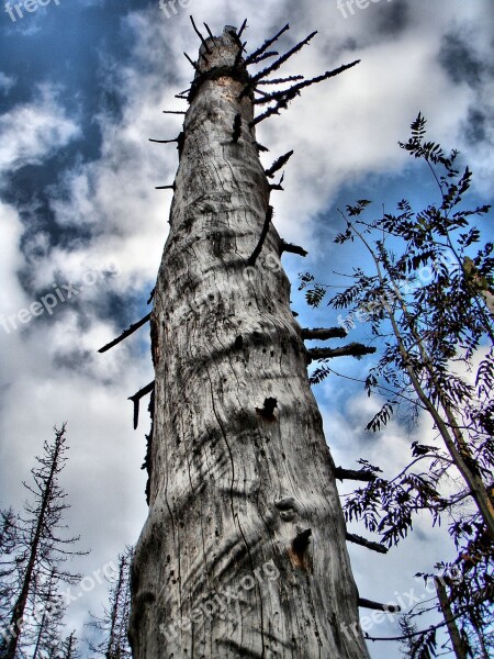 Dead Tree Dry Sky Tree Dead