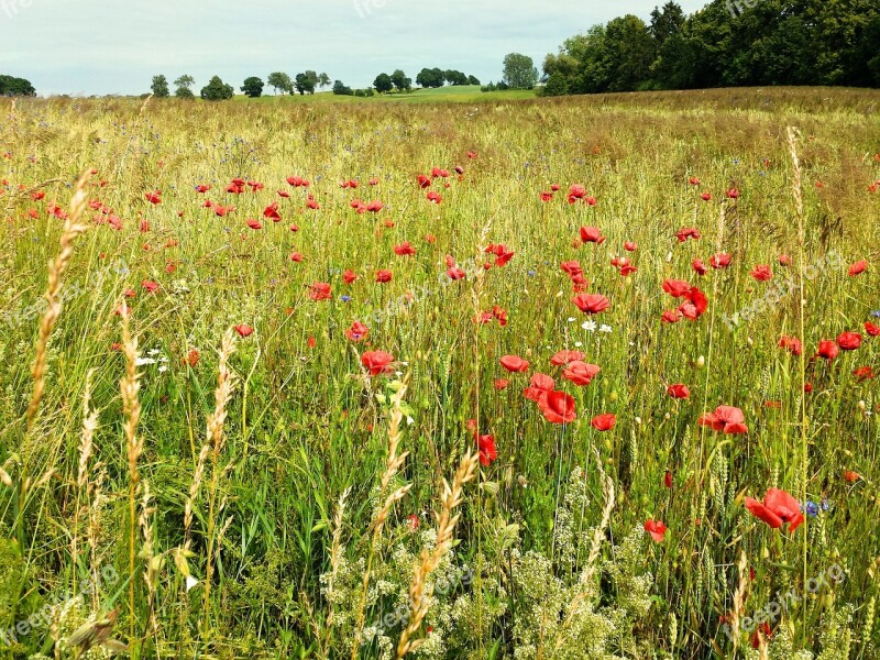 Meadow Corn Summer Poppies Poppy