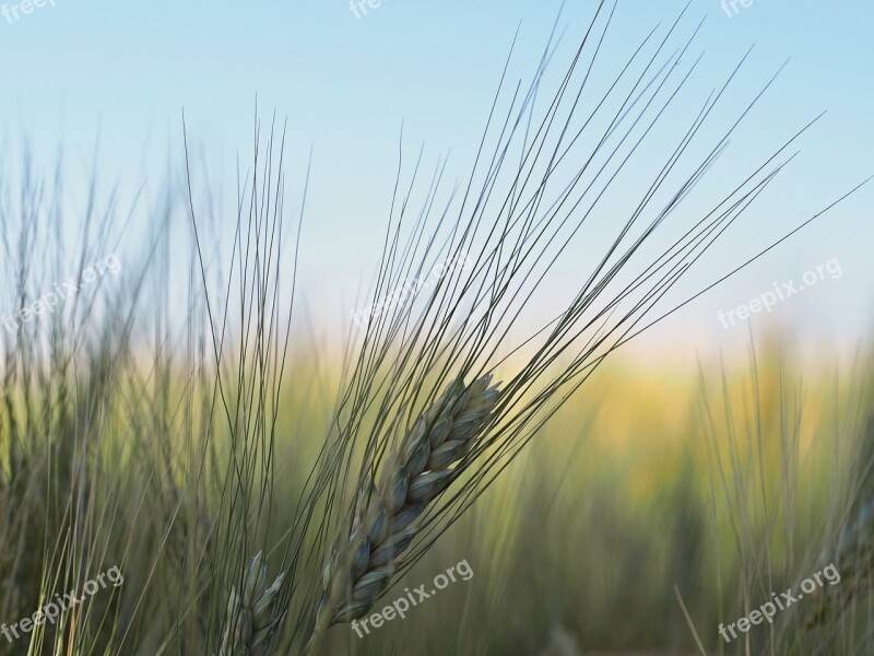 Barley Harvest Ripe Summer Hot