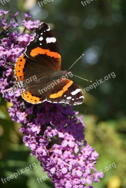 Butterfly Summer Lilac Nature Buddleja Davidii Free Photos