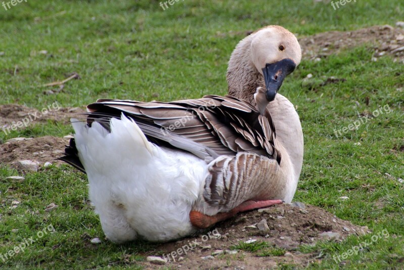 Goose Höcker Goose Gander Domestic Goose Poultry