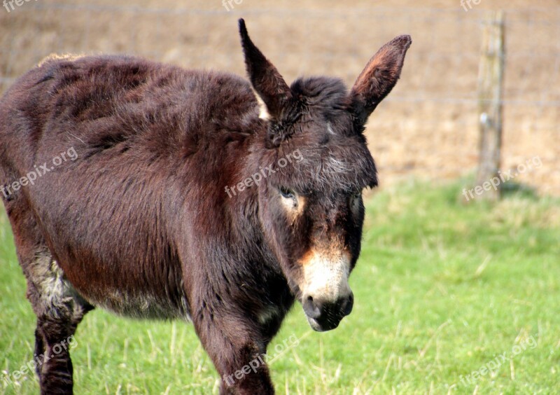 Donkey Domestic Donkey Equus Asinus Asinus Animal Stand