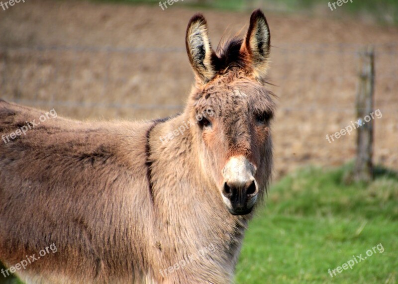 Donkey Domestic Donkey Equus Asinus Asinus Animal Stand