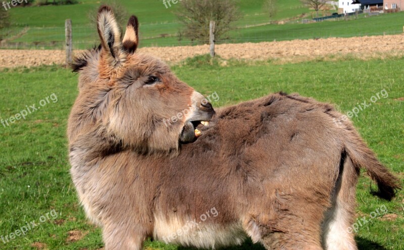 Donkey Domestic Donkey Equus Asinus Asinus Animal Stand