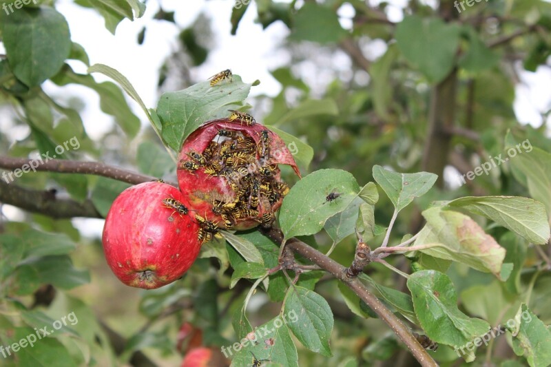 Wasp Apple Apple Tree Free Photos