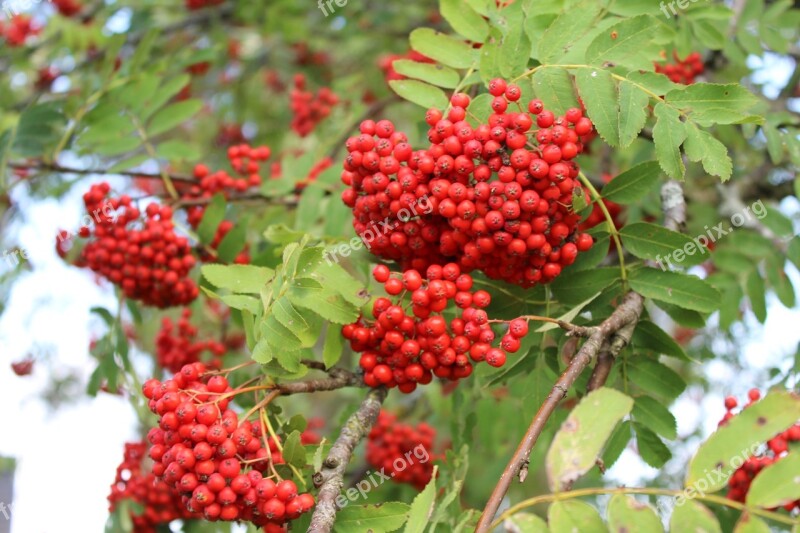 Autumn Rowan Red Berries Tree Red