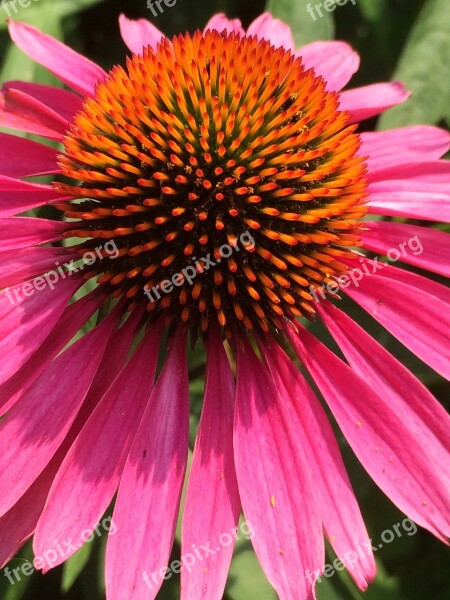 Pink Cone Flower Flower Echinacea Botanical