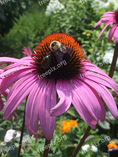 Cone Flower Flower Pink Bee Free Photos