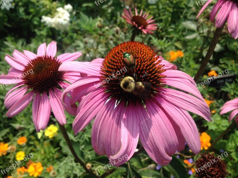 Cone Flower Flower Bee Pink Botanical