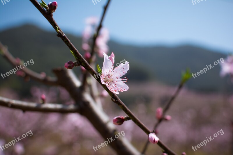 Peach Blossom Fenghua Zhejiang Free Photos