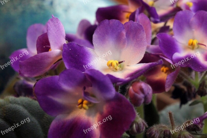 African Violet Flower Natural Botany