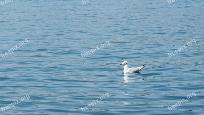 Seagull Erhai Lake Water Birds Free Photos