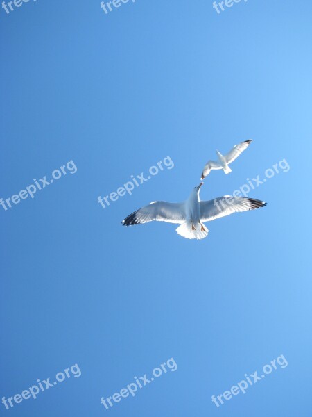 Sea Gull Sky Fly Flight Nature