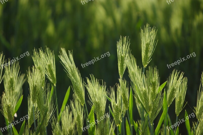 Barley Rural Landscape Nature Wheat Grain