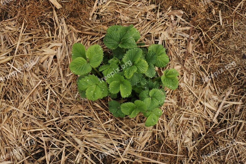 Strawberry Beete Garden Food Plant