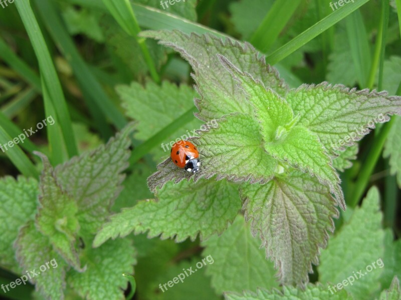 Ladybug Nettle Nature Free Photos