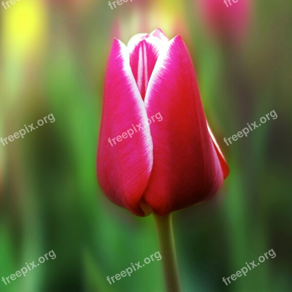 Tulip Flower Plant Garden Blossom