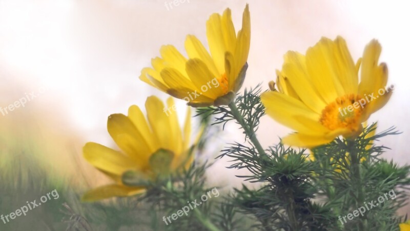 Pheasant's Eye Protected Frühlingsblüher Adonis Blossom