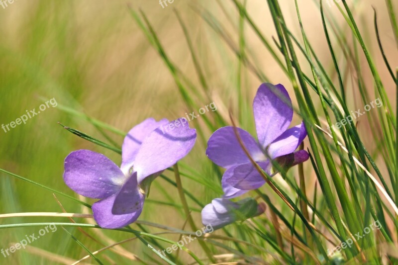 Violet Frühlingsblüher Forest Flower Meadow