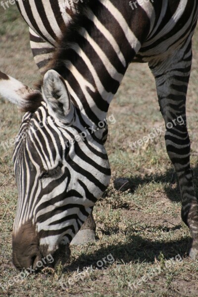 Zebra Tanzania Africa Free Photos