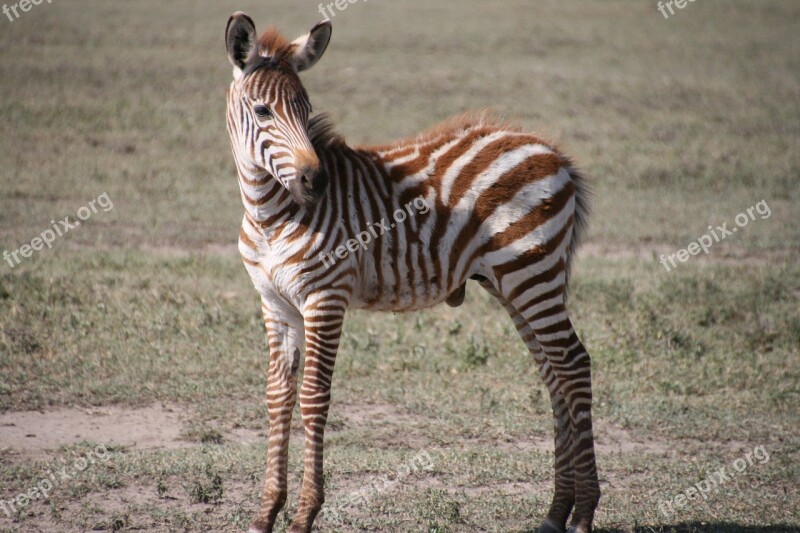 Zebra Zebron Africa Tanzania Savannah