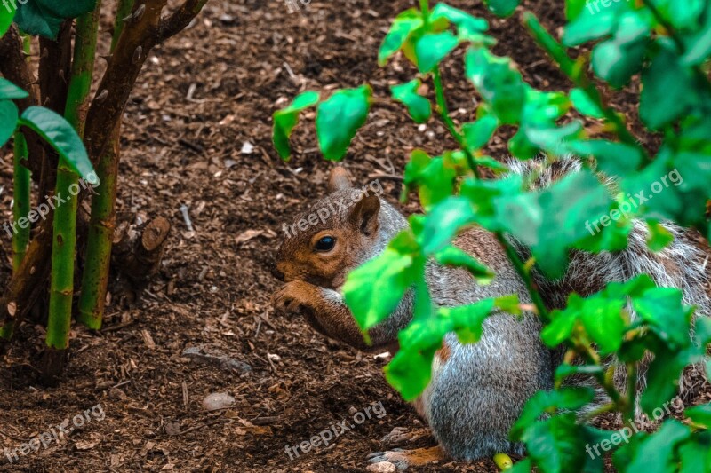 Squirrel Canada Park Fur Chipmunk