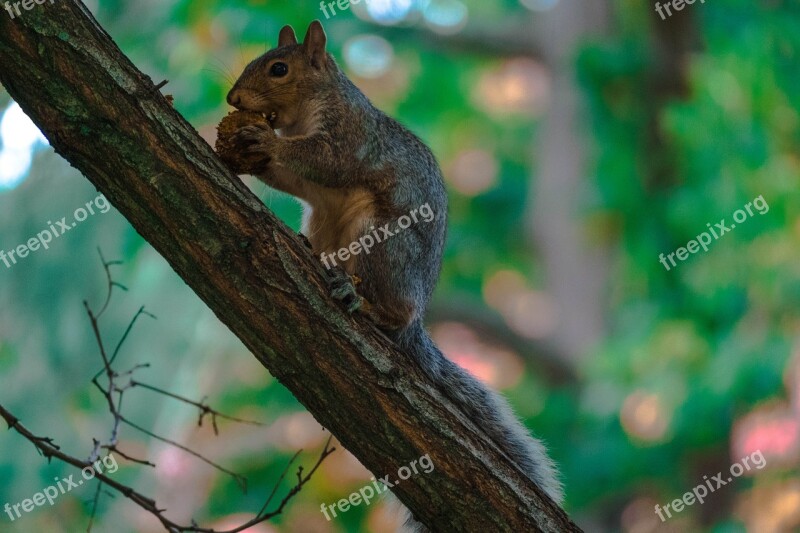 Squirrel Tree Canada Wildlife Fur