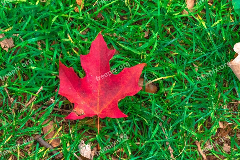 Maple Leaf Canada Canadian Red Nature