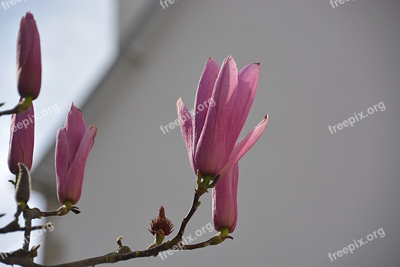 Magnolias Flowers Spring Nature Flowering