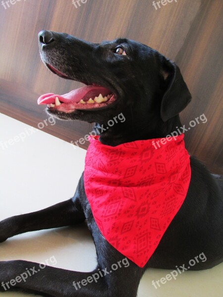 Dog Bandanas Pet Grooming Cute