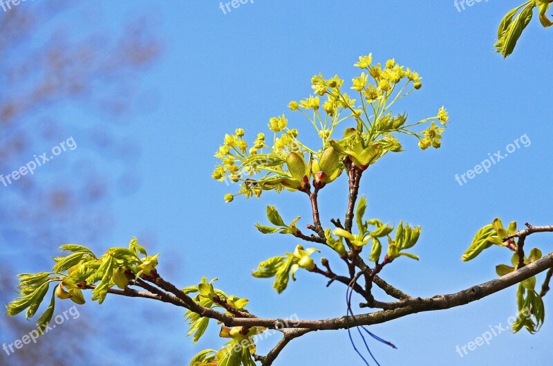 Maple Flowers Branch Foliation Spring