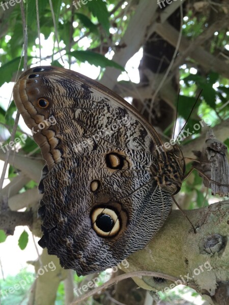 Butterfly Wings Camouflage Nature Insect