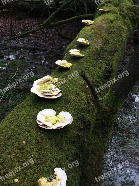 Fungus Mushrooms Nature Moss Forest