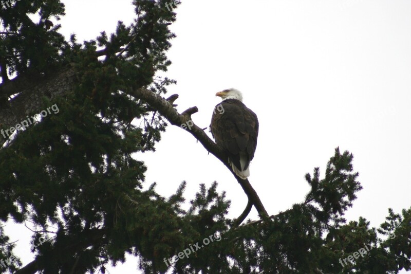 Eagle Wildlife Bird Animal Nature