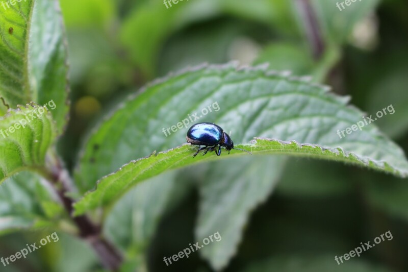 Beetle Mint Insect Plant Close Up