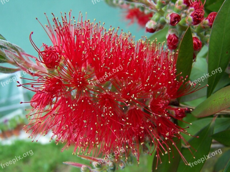 Bottlebrush Tree Plant Callistemon Flower