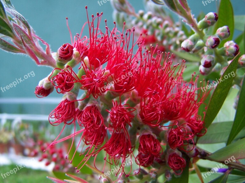 Bottlebrush Tree Plant Callistemon Flower