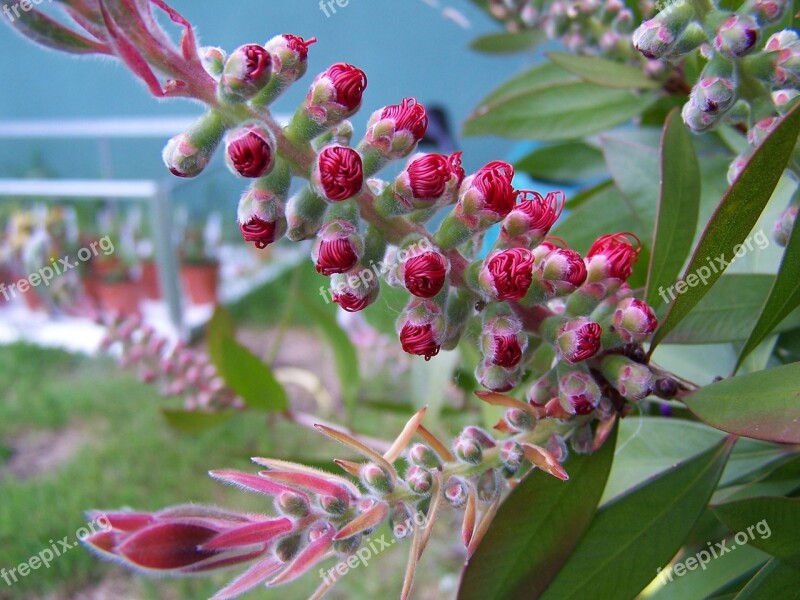 Bottlebrush Tree Plant Callistemon Flower