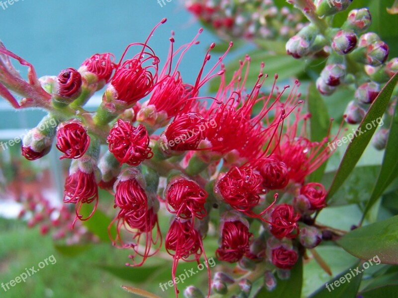 Bottlebrush Tree Plant Callistemon Flower