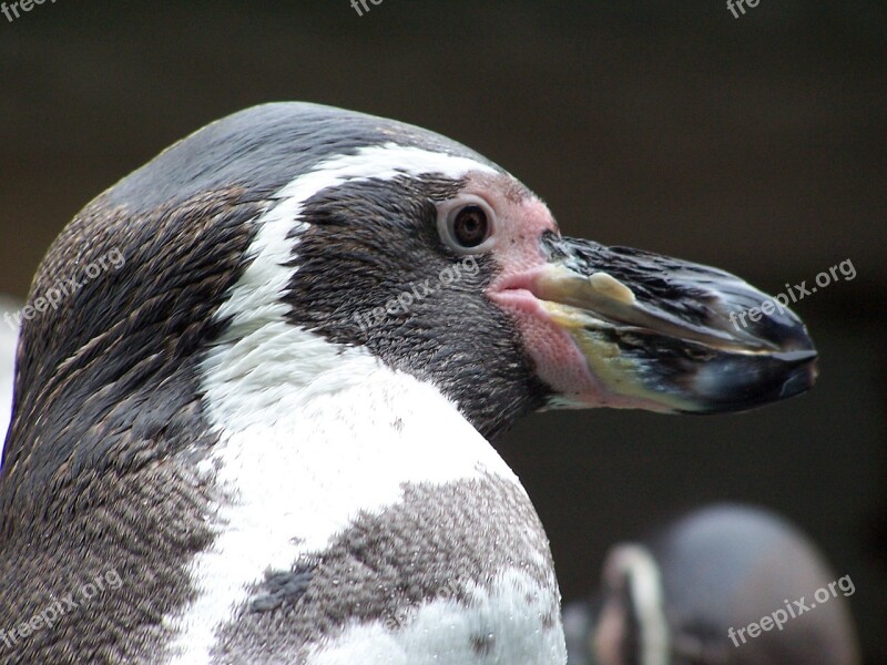 Penguin Animals Humboldt Penguin Peruvian Penguin Birds