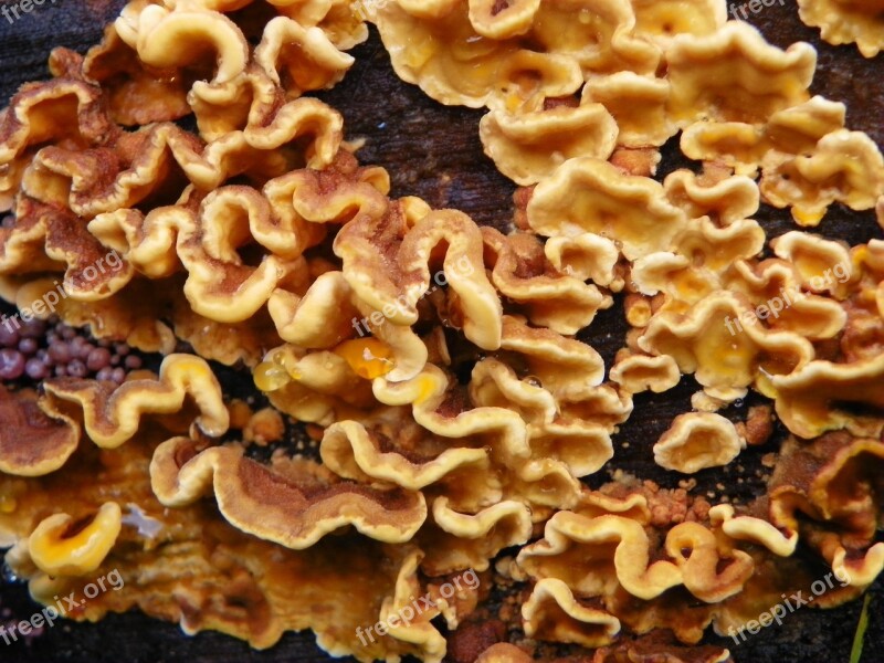 Tree Fungus Tree Fungus Mushroom Forest