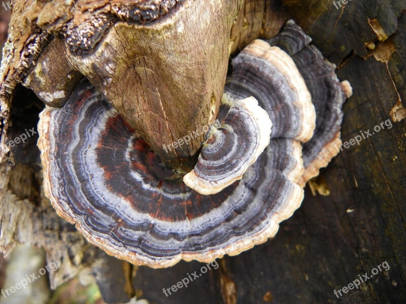 Tree Fungus Tree Fungus Mushroom Nature