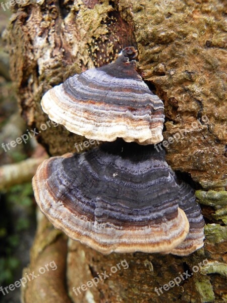 Tree Fungus Tree Fungus Mushroom Nature