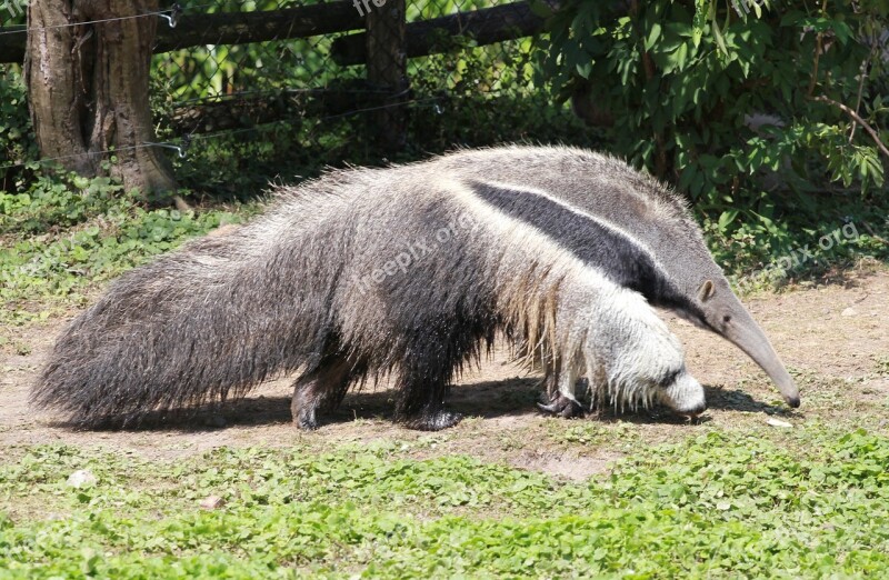 Anteater Fauna Pilosa Mammal Nature