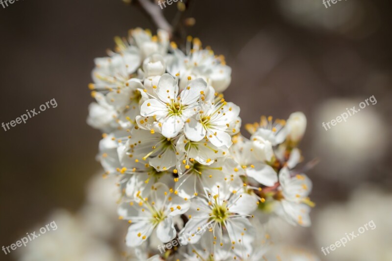 Hawthorn Blossom Bloom White Bush