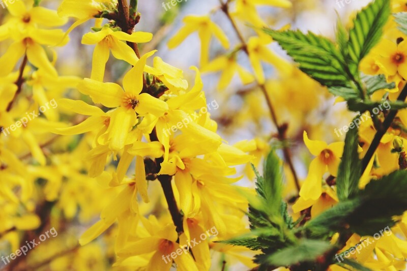 Gold Shrub Easter Bush Golden Bells Stangeblueter Forsythia Hedge