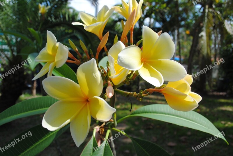 Frangipani Plumeria Yellow Flower Tropical