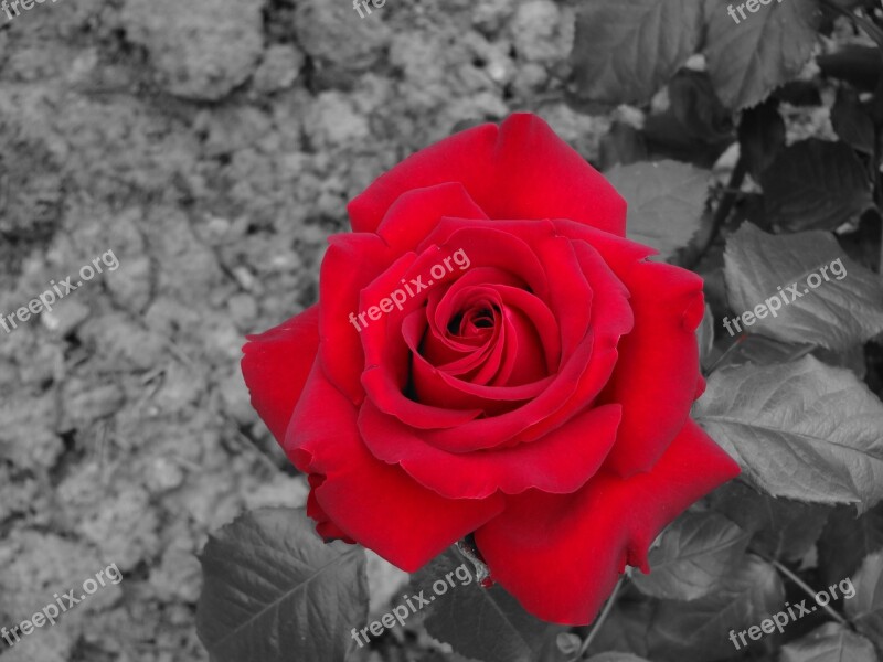 Rose Red Flower Red Rose Free Photos