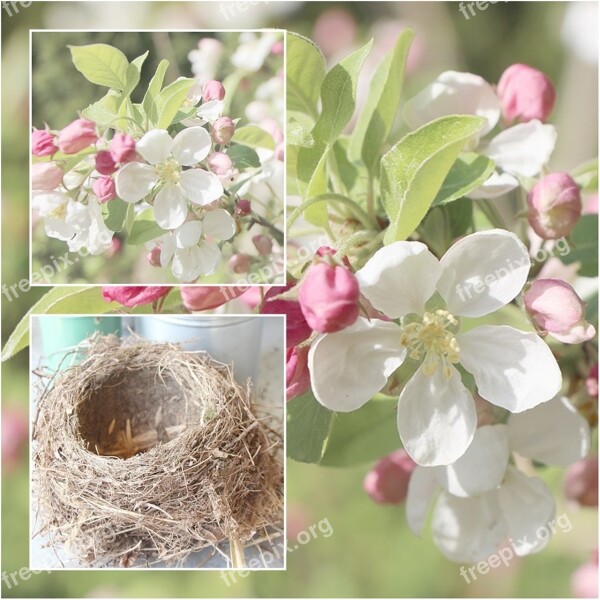 Bird's Nest Cherry Blossom Spring Free Photos