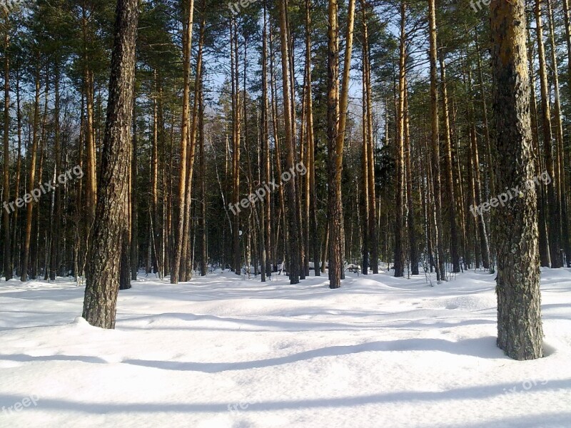 Forest Tree Winter Winter Forest Landscape